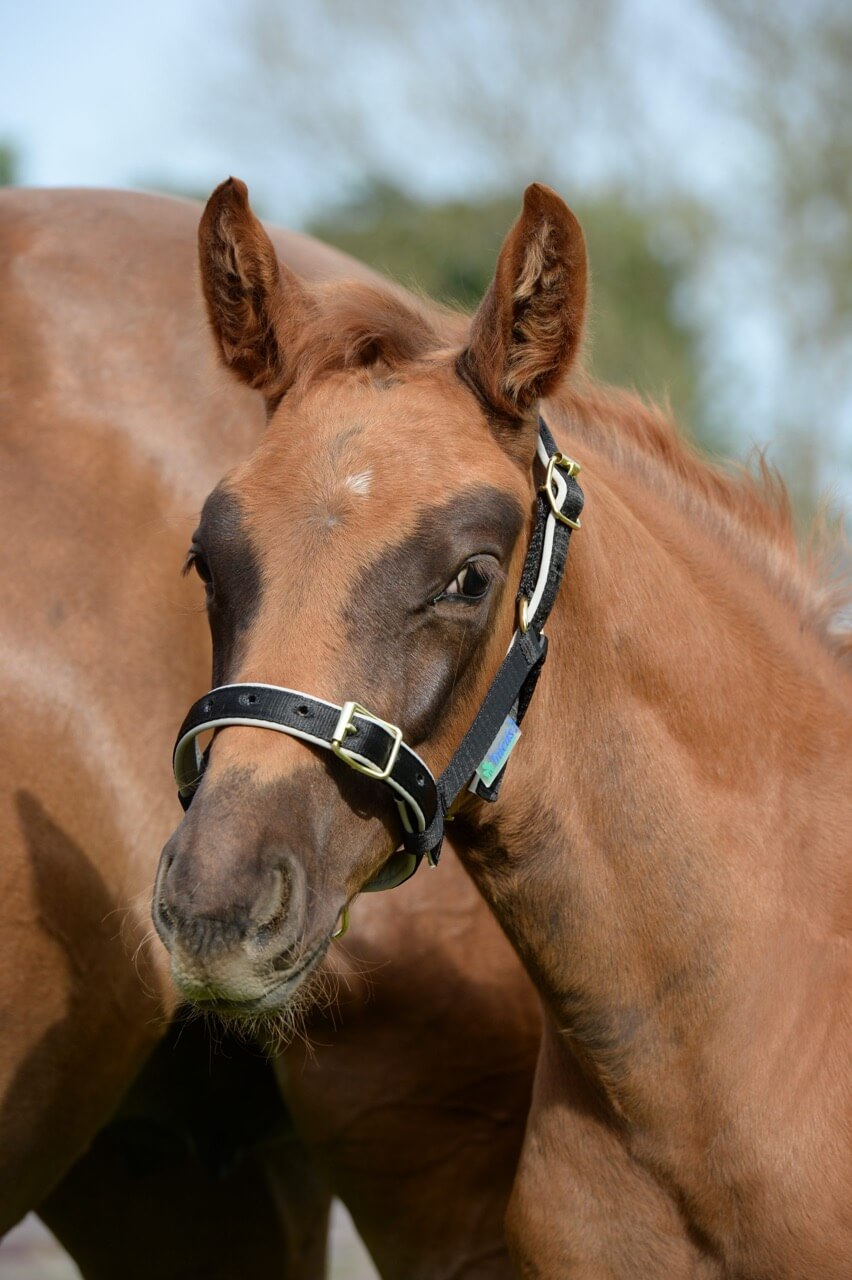 Fohlenhalfter Foal Halter Dublin