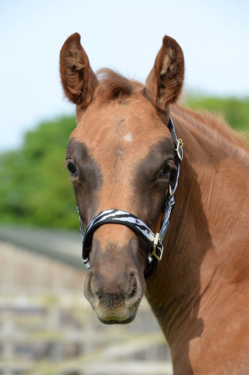 Fohlenhalfter Foal Halter Dublin