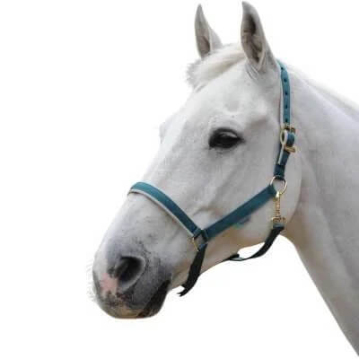 Fohlenhalfter Foal Halter Dublin