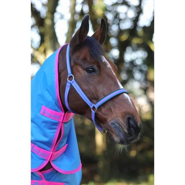 Fohlenhalfter Foal Halter Dublin
