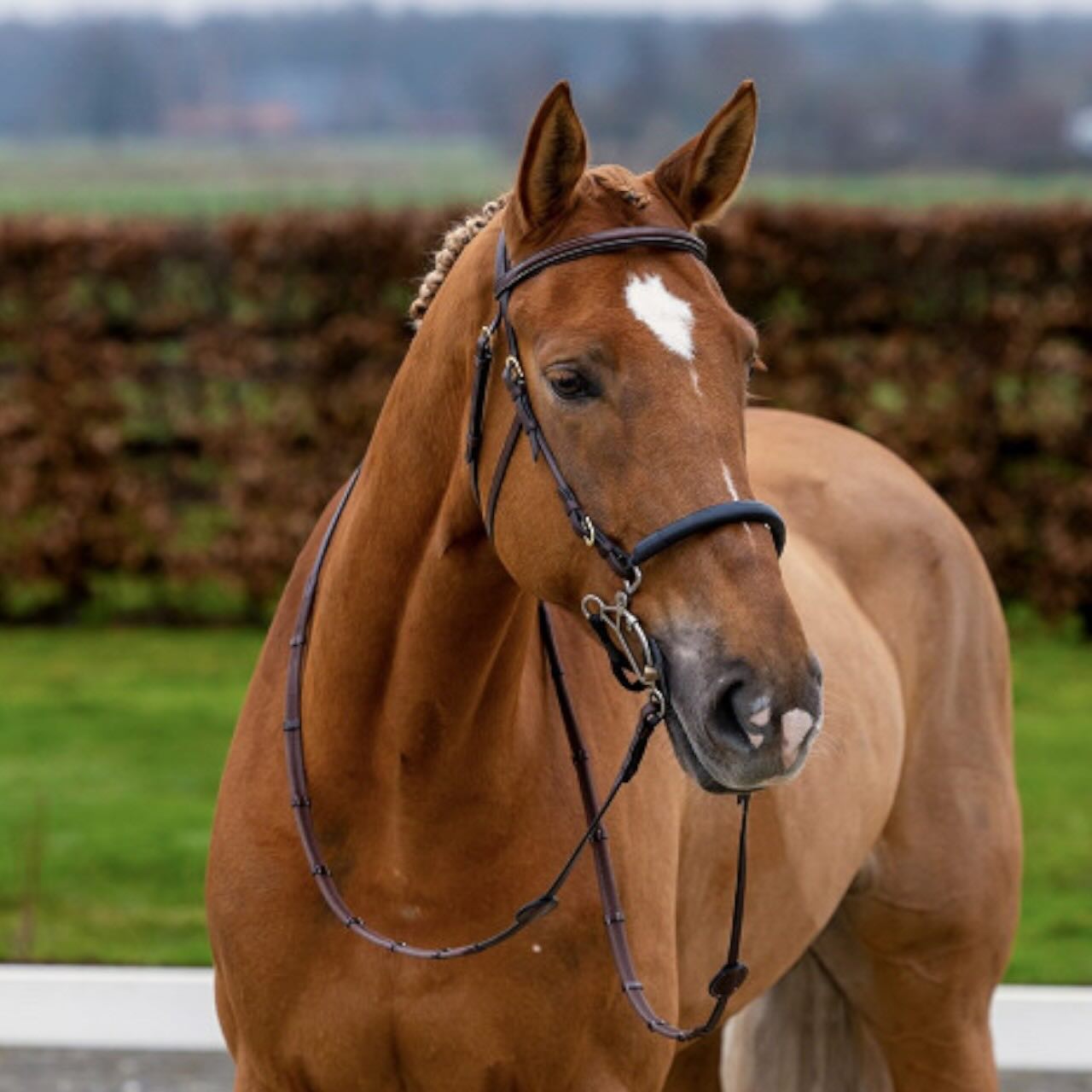 Hackamore Hickstead Trense