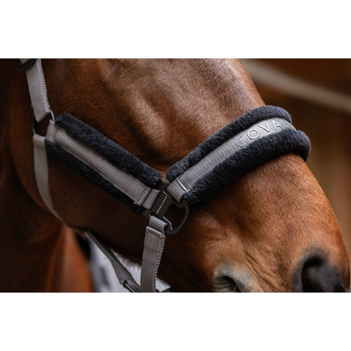 Covalliero Halfter HW 2025 Stallhalfter, Grau, Detailaufnahme am Pferdekopf.