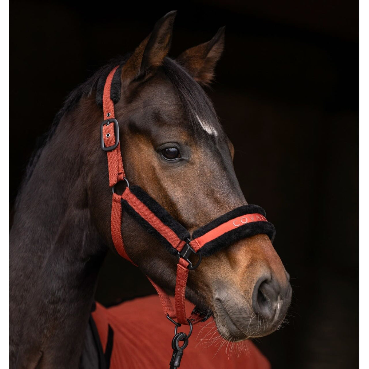 Covalliero Halfter HW 2025 Stallhalfter, Rot, Pferd trägt das Halfter im Stall.