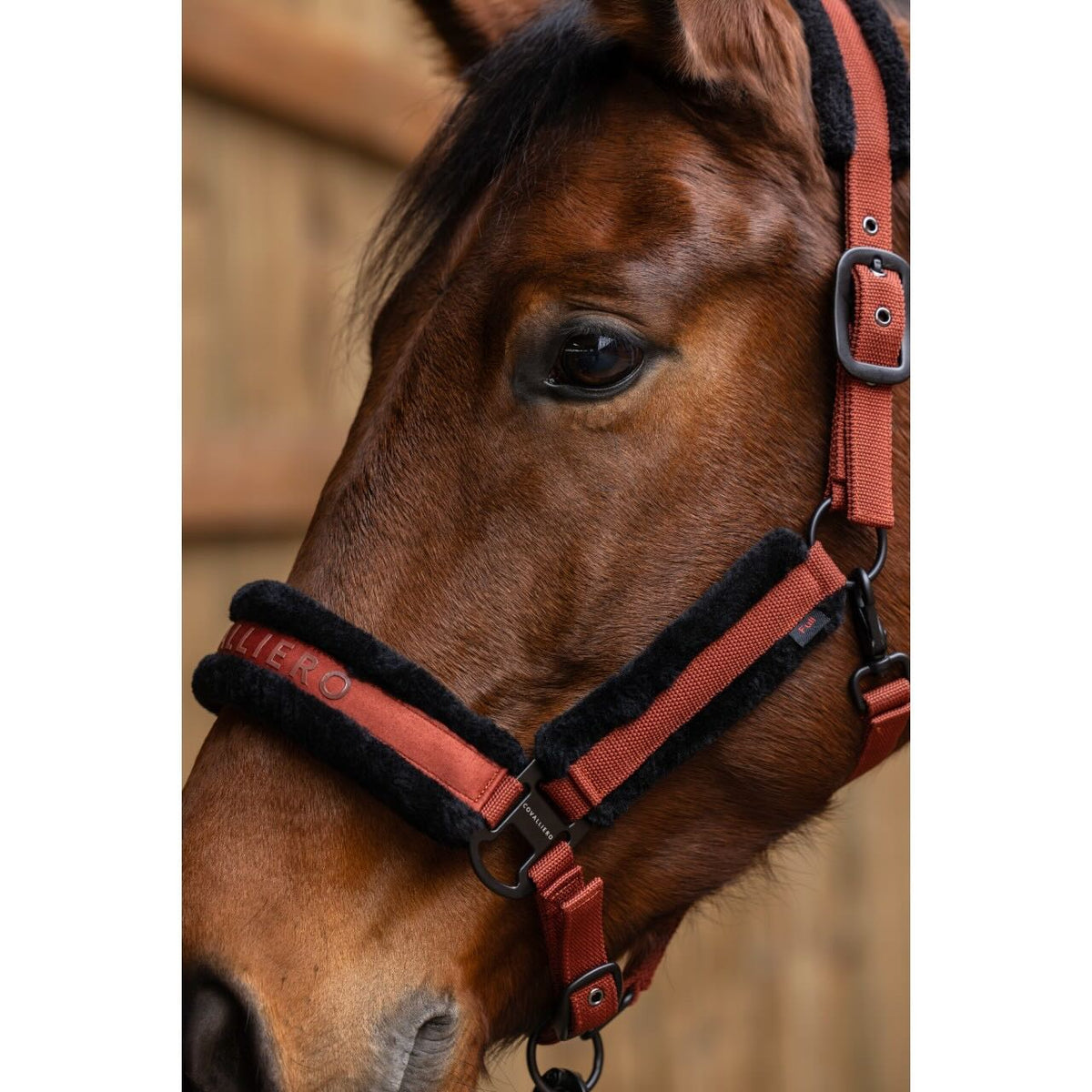 Covalliero Halfter HW 2025 Stallhalfter, Midsummer Blue, Pferd mit Halfter in Nahaufnahme.
