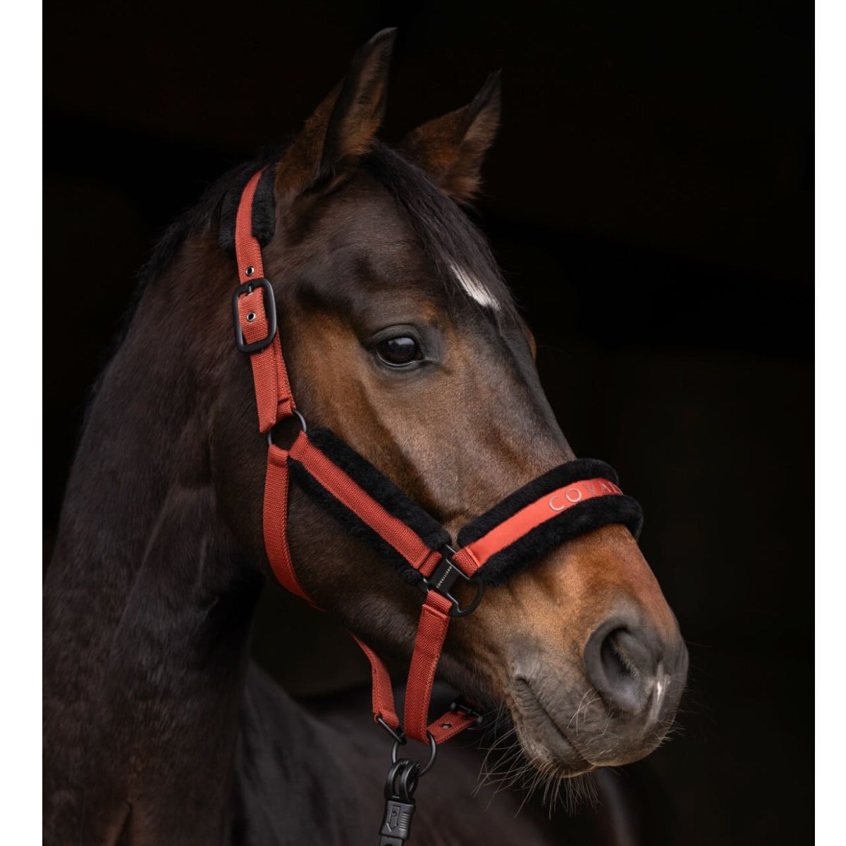Covalliero Halfter HW 2025 Stallhalfter, Rot, am Pferd im Stall.
