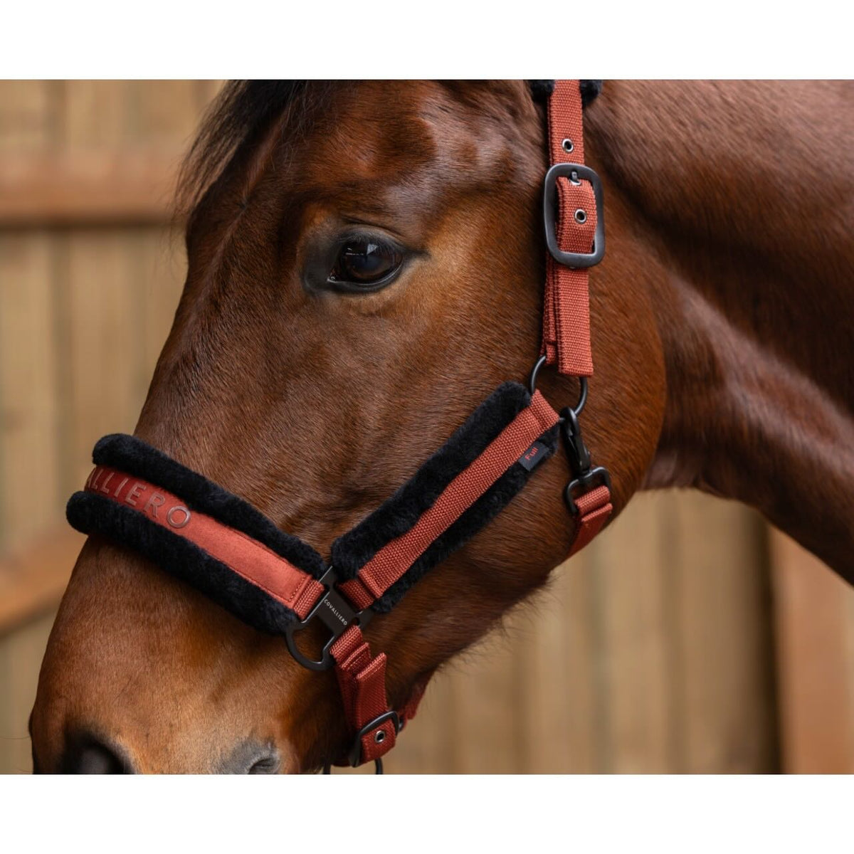 Covalliero Halfter HW 2025 Stallhalfter, Midsummer Blue, am Pferdekopf getragen.