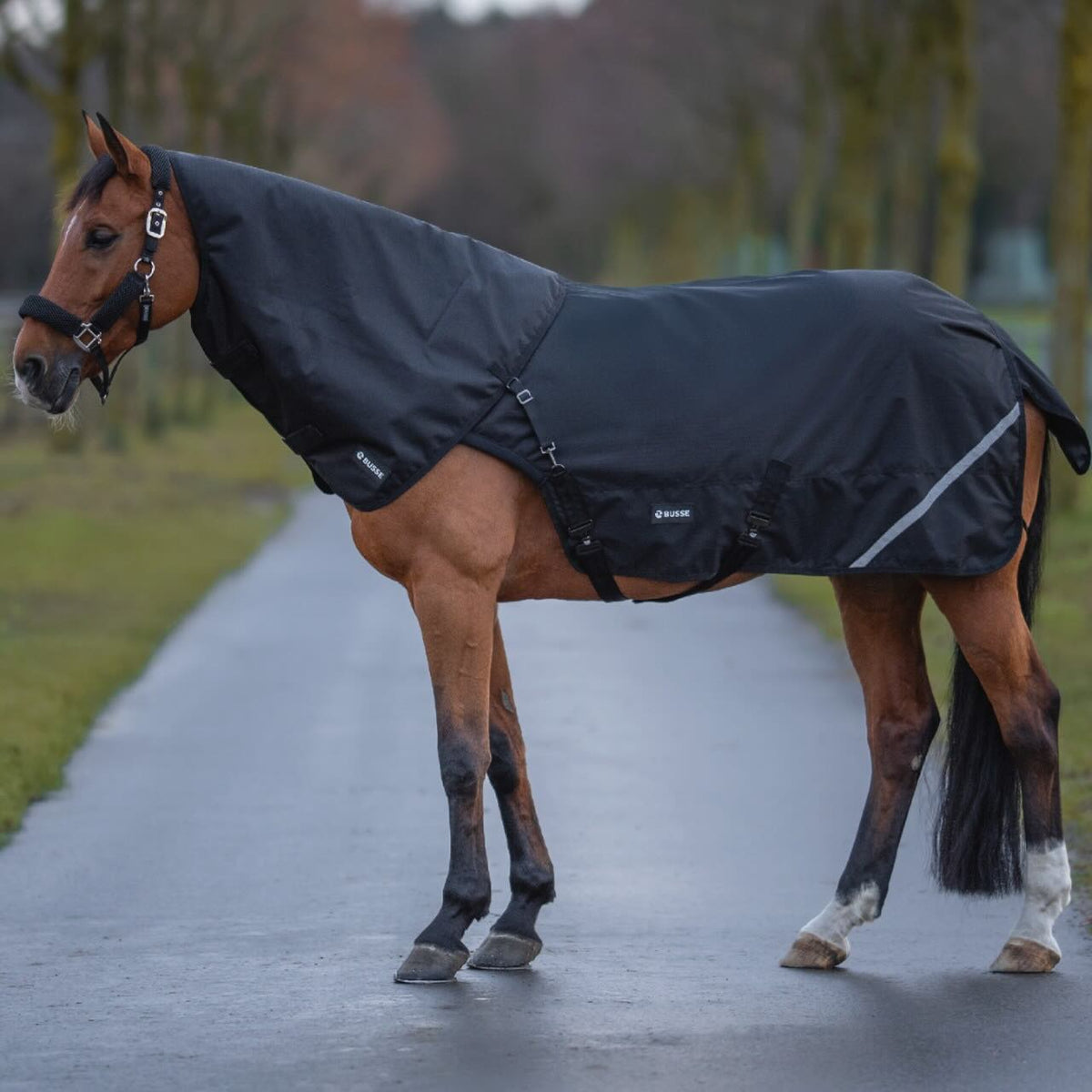 BUSSE Halsteil 50g für Bewegungsdecke Rain, Schwarz, Pferd trägt das Halsteil im Freien.