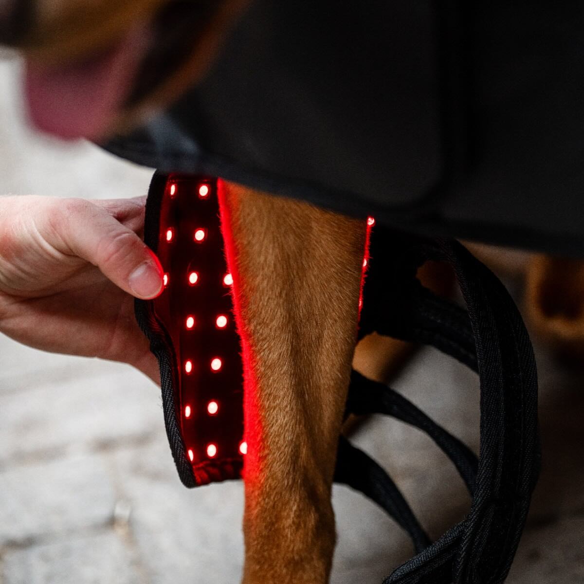 Horseware LED-Rotlicht-Therapie Haustiergamasche
