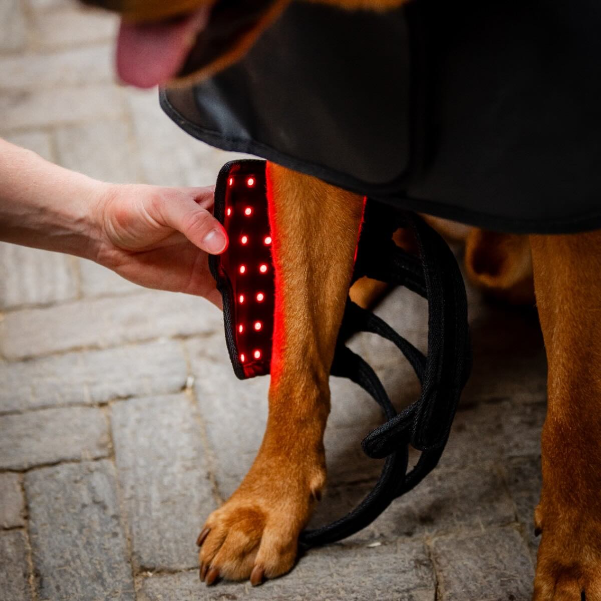 Horseware LED-Rotlicht-Therapie Haustiergamasche