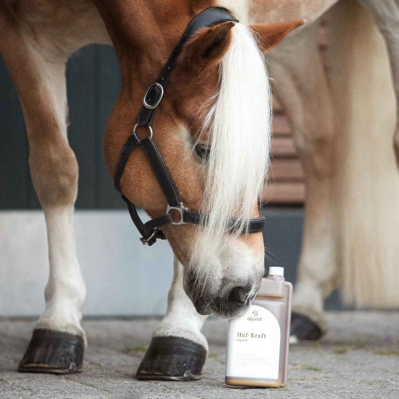 Huf Kraft Zusatzfutter Ergänzungsfuttermittel