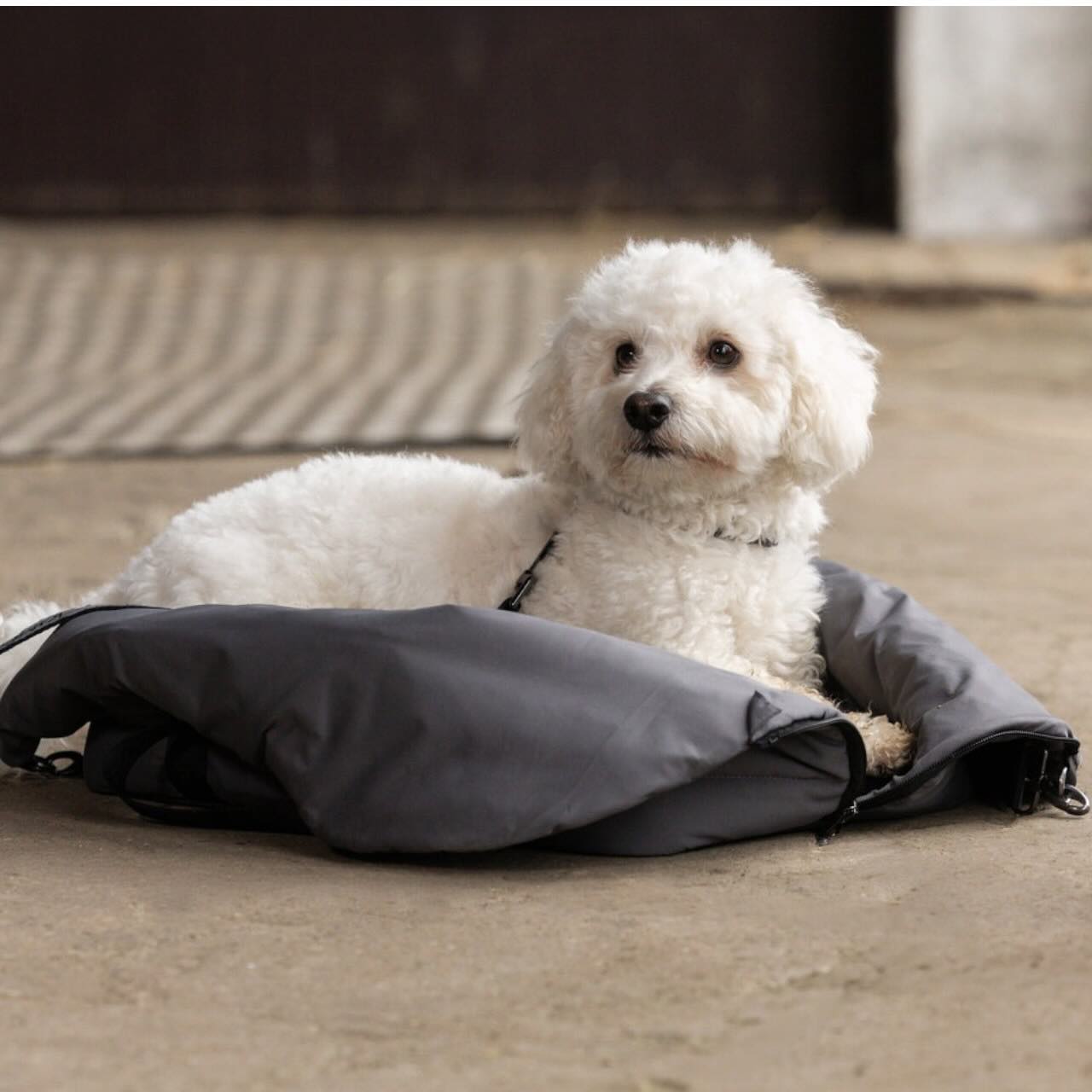 Hundetasche mit Decke KLMacey HW 2025 Tasche