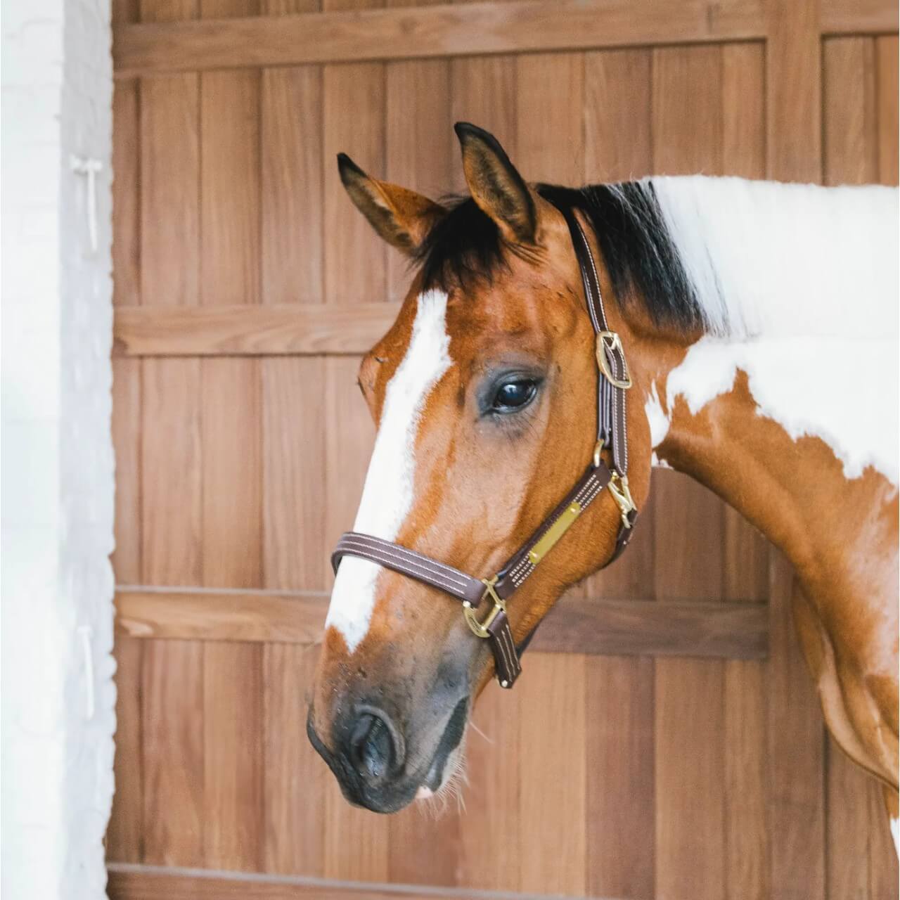 Lederhalfter Wellington Leather Halfter
