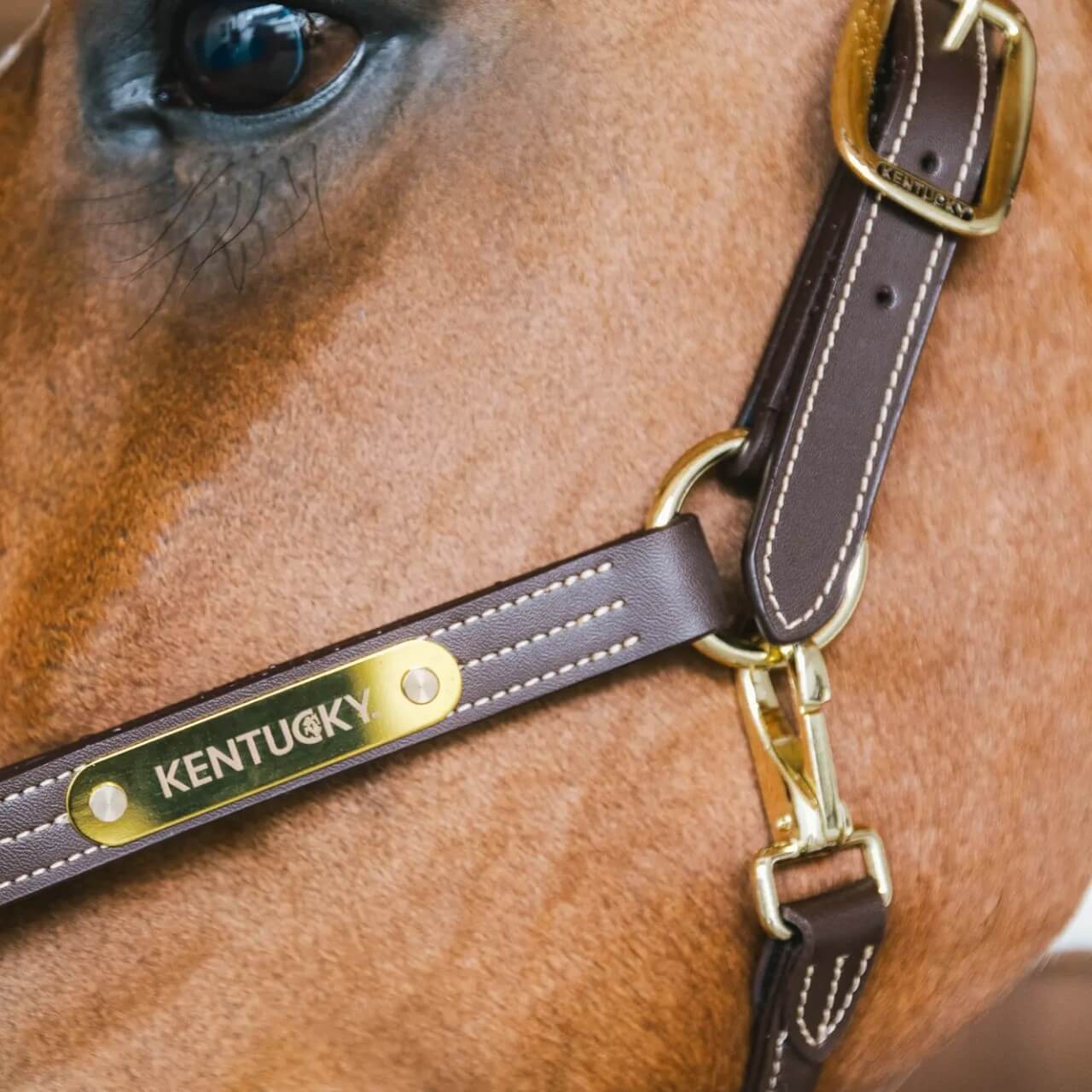 Lederhalfter Wellington Leather Halfter