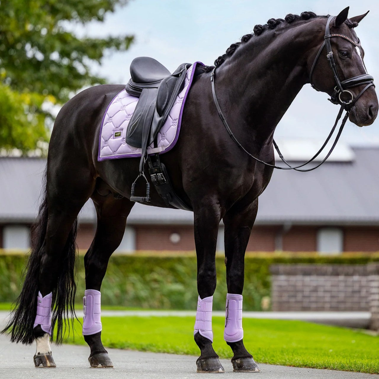 Dressurgamaschen Lavendel Mesh Brushing Boots