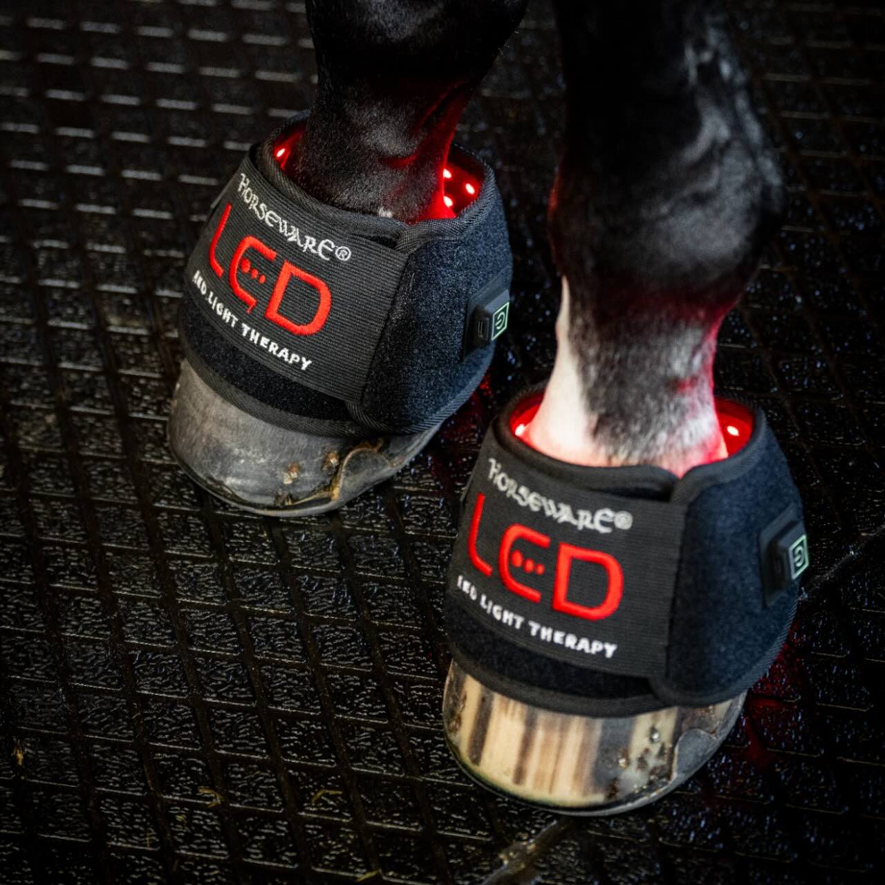 Horseware Ireland Minigamasche für LED-Rotlicht-Therapie Gamasche, Schwarz, an Pferdebeinen getragen.