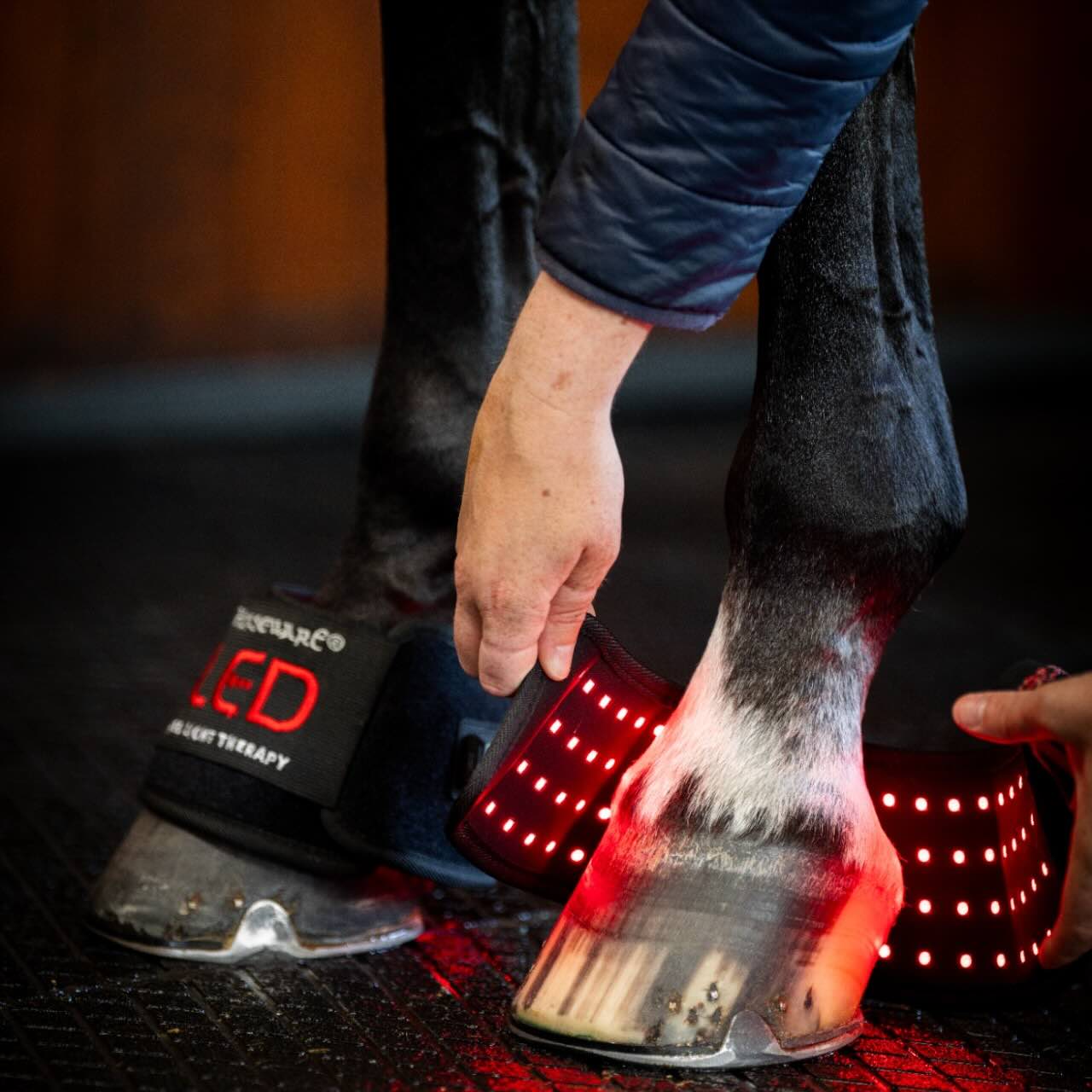 Horseware Ireland Minigamasche für LED-Rotlicht-Therapie, Produkt allein an Pferdebeinen mit rotem Licht.
