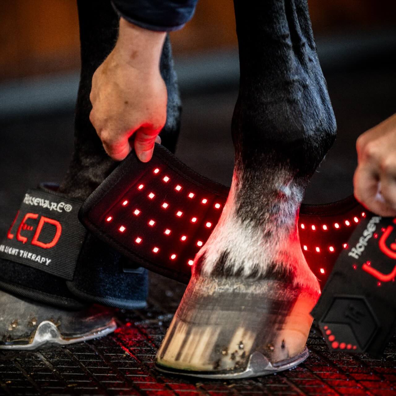 Horseware Ireland Minigamasche für LED-Rotlicht-Therapie Gamasche, Pferdebeine mit angelegter LED-Therapiegamasche.