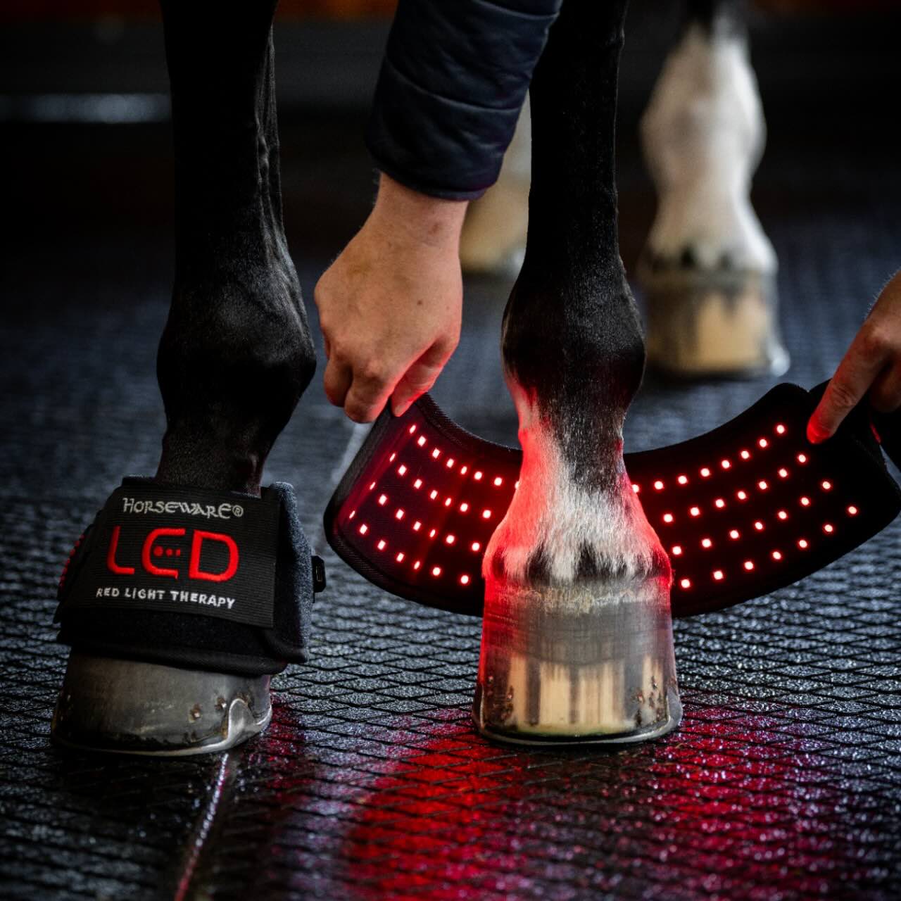 Horseware Ireland Minigamasche für LED-Rotlicht-Therapie Gamasche, Produkt allein an Pferdebeinen in der Reithalle.