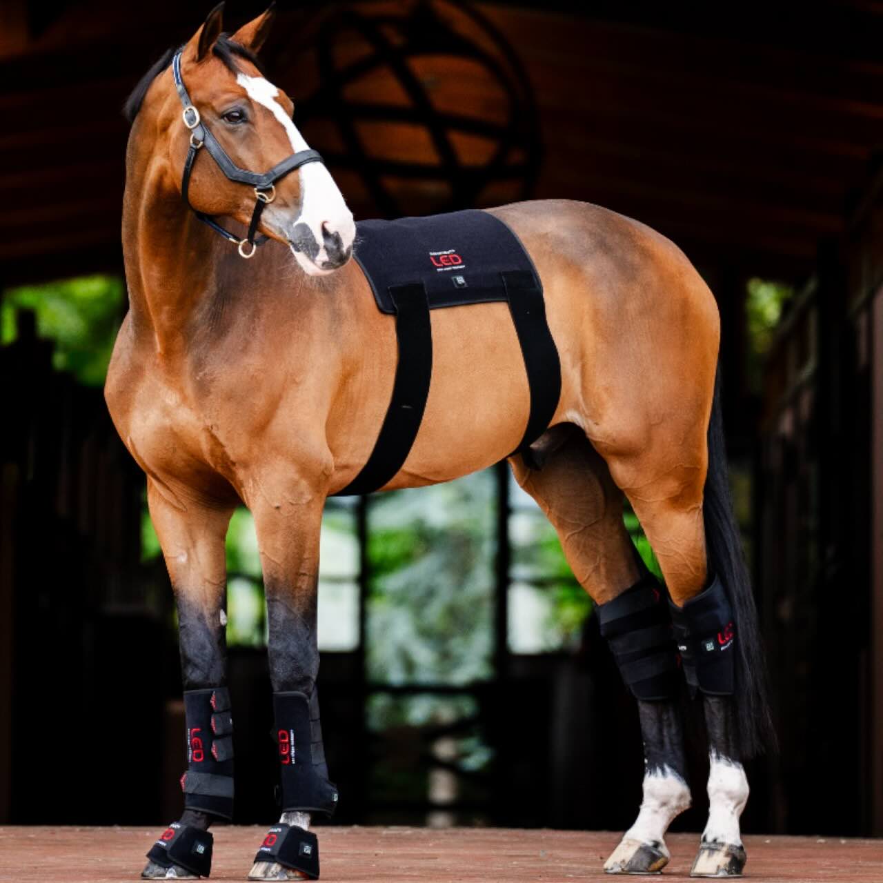 Horseware Ireland Minigamasche für LED-Rotlicht-Therapie Gamasche, Pferd trägt das Produkt.