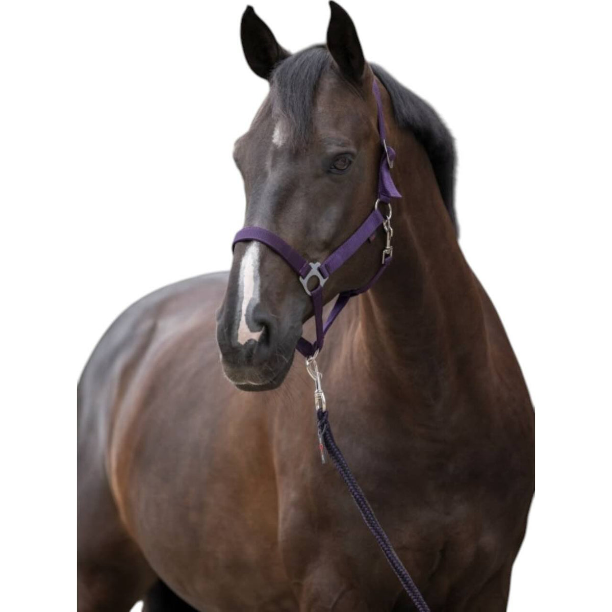 Aubergine