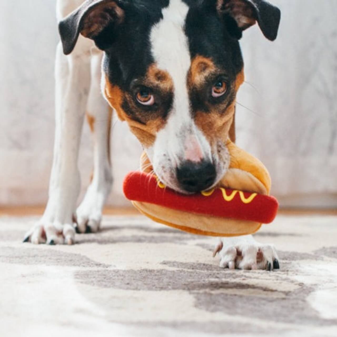 Hundespielzeug Plush Toy American Classic