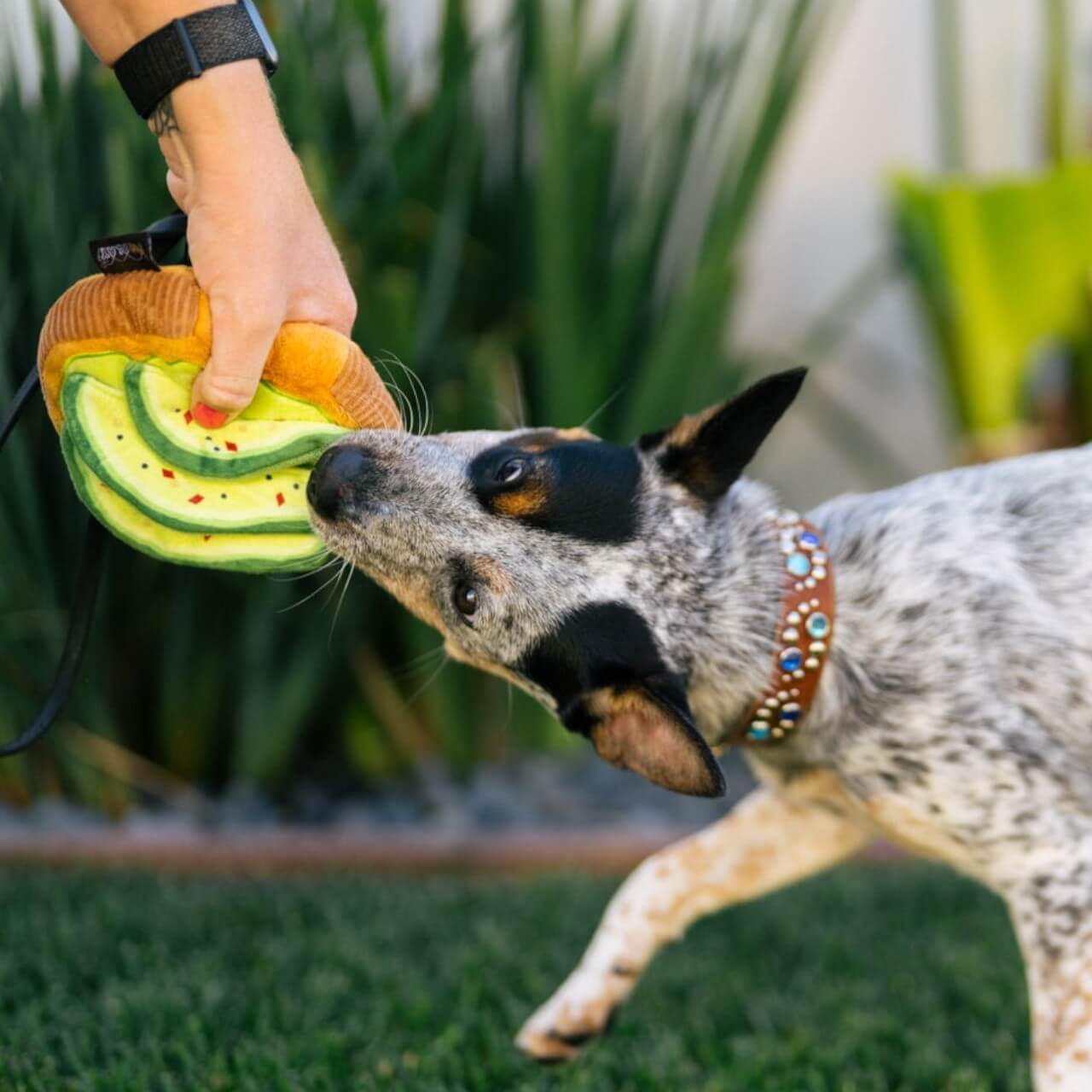 Hundespielzeug Plush Toy Barking Brunch