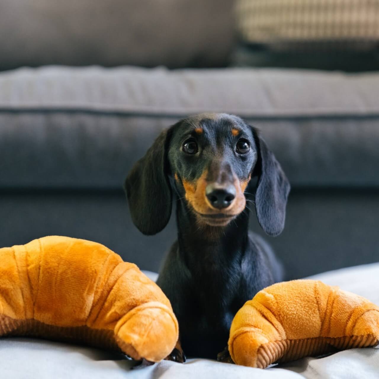 Hundespielzeug Plush Toy Barking Brunch