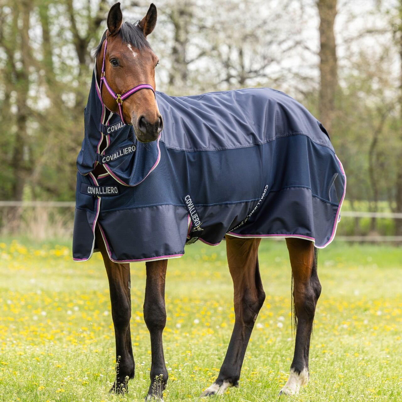 Covalliero Regendecke FS 2026 Kombidecke, Dunkelblau, Pferd trägt die Decke auf der Weide.