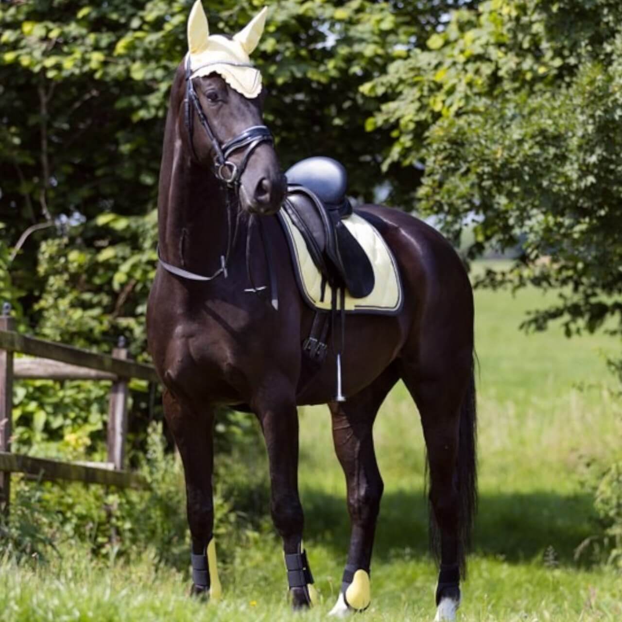 Schabracke Dressur Event Cooldry Dressurschabracke