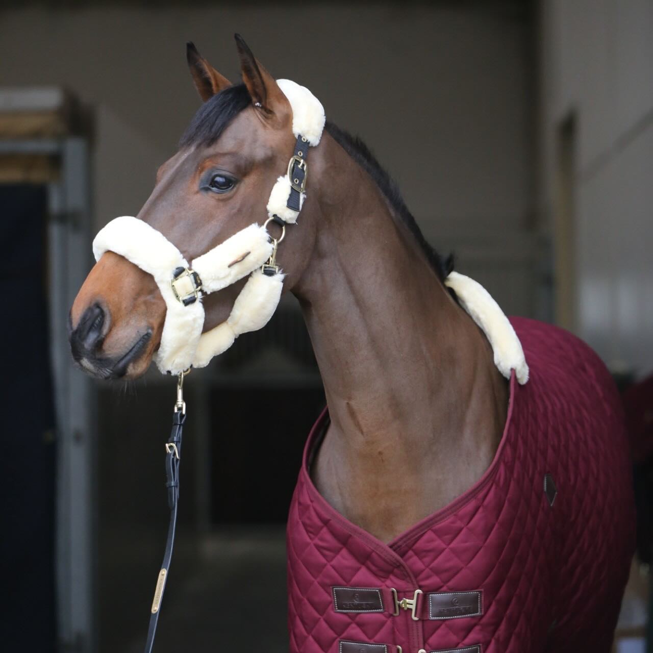 Stalldecke 400g Stable Rug Pferdedecke