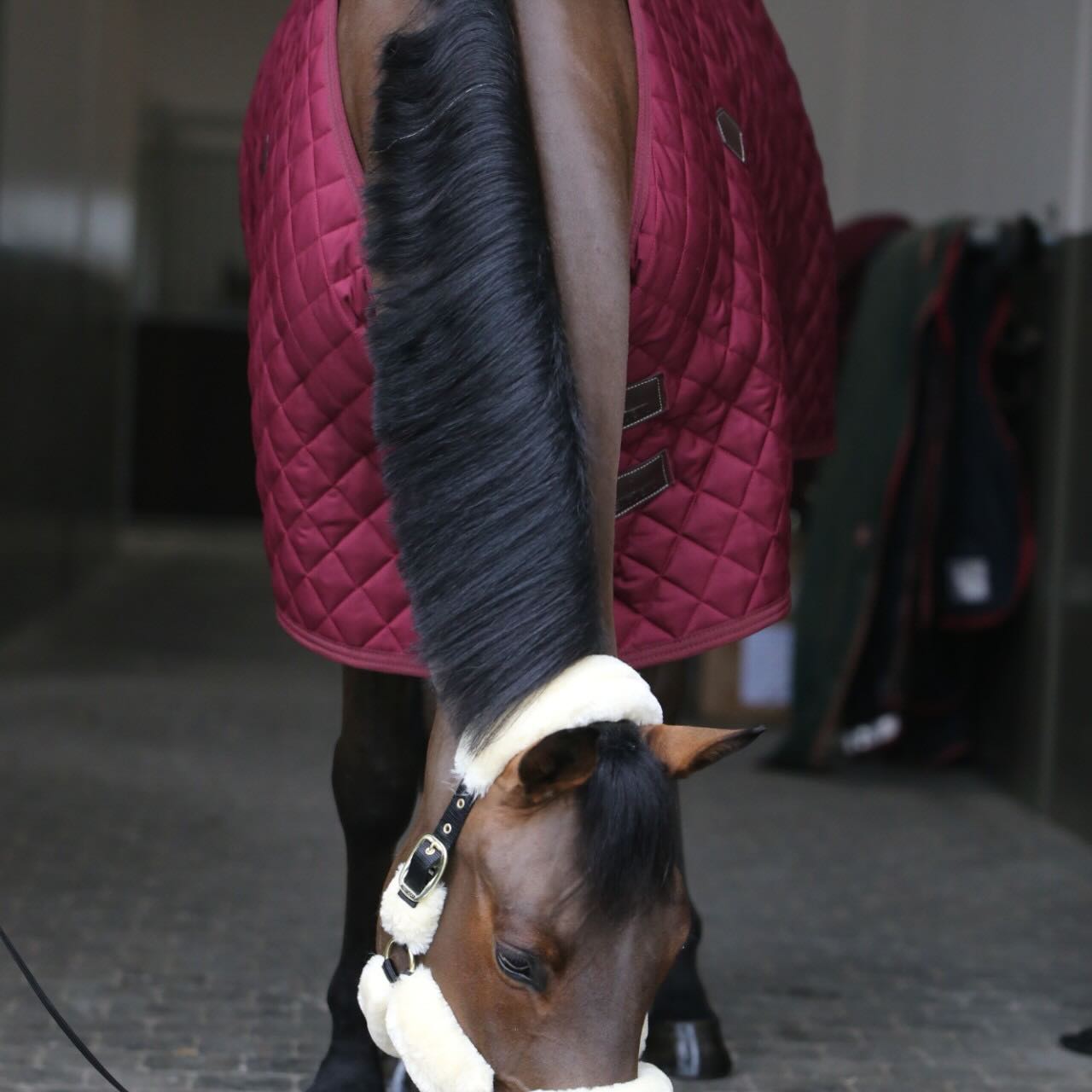 Stalldecke 400g Stable Rug Pferdedecke