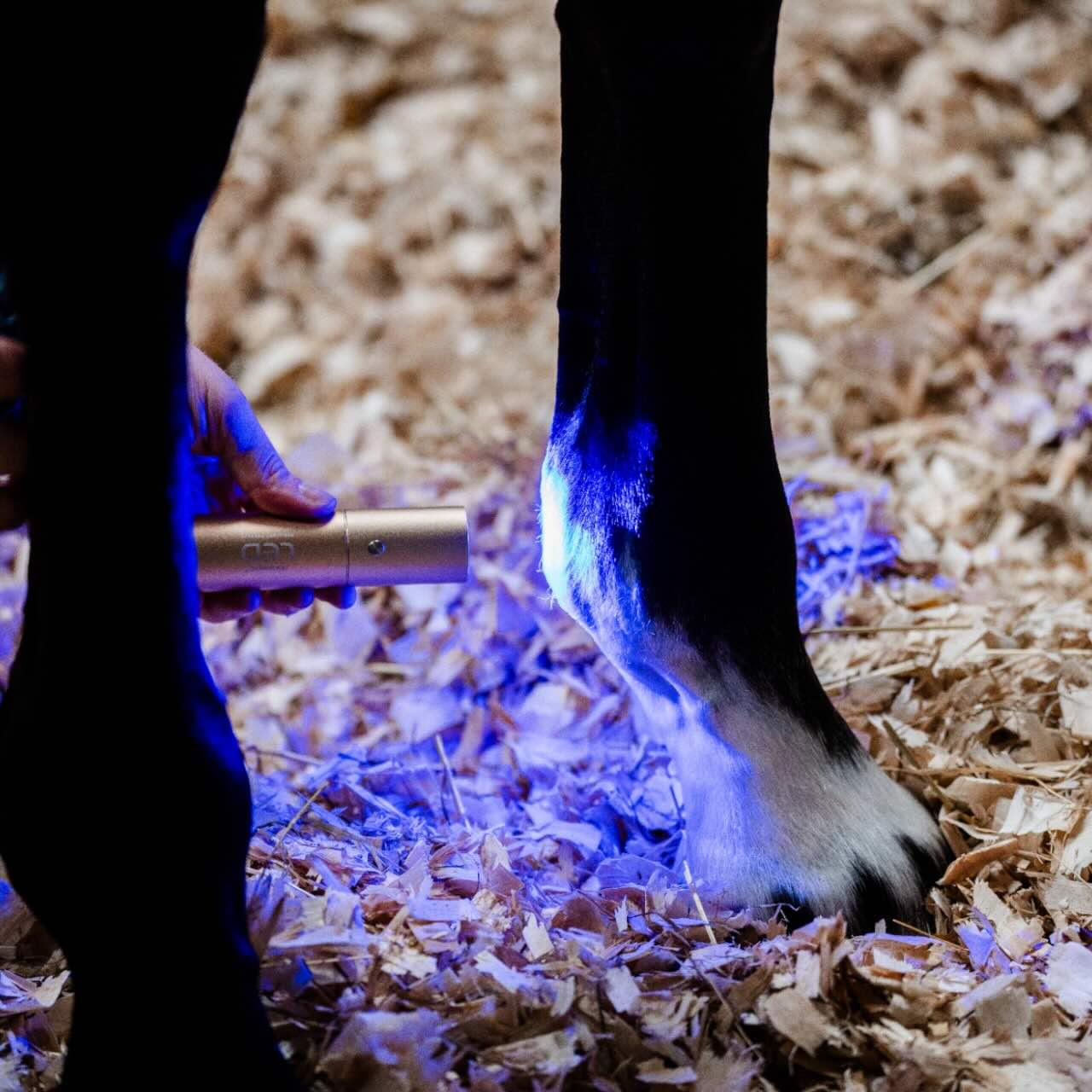 Therapiestab für LED-Rotlicht-Therapie