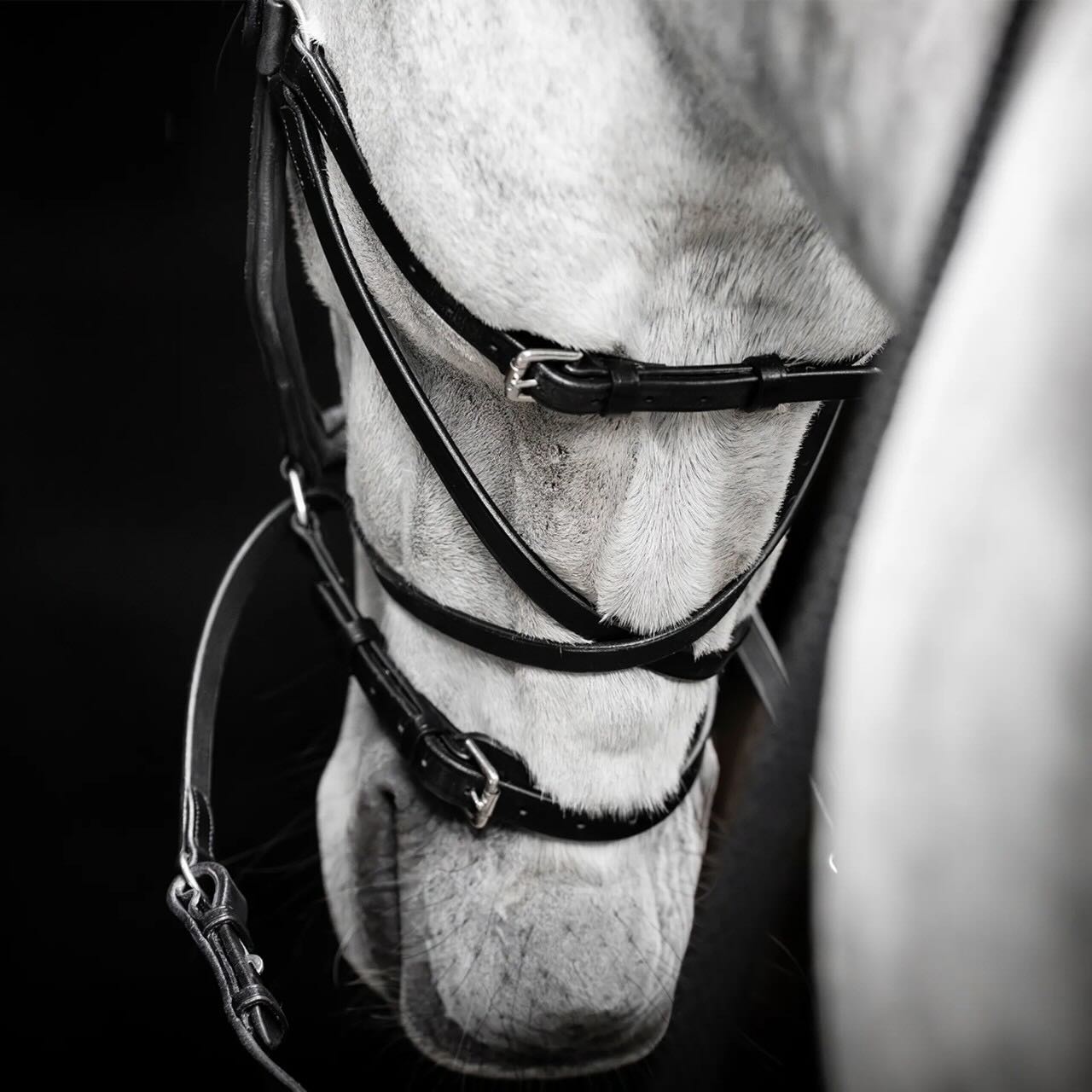 Trense Micklem Bitless Bridle Trensenzaum
