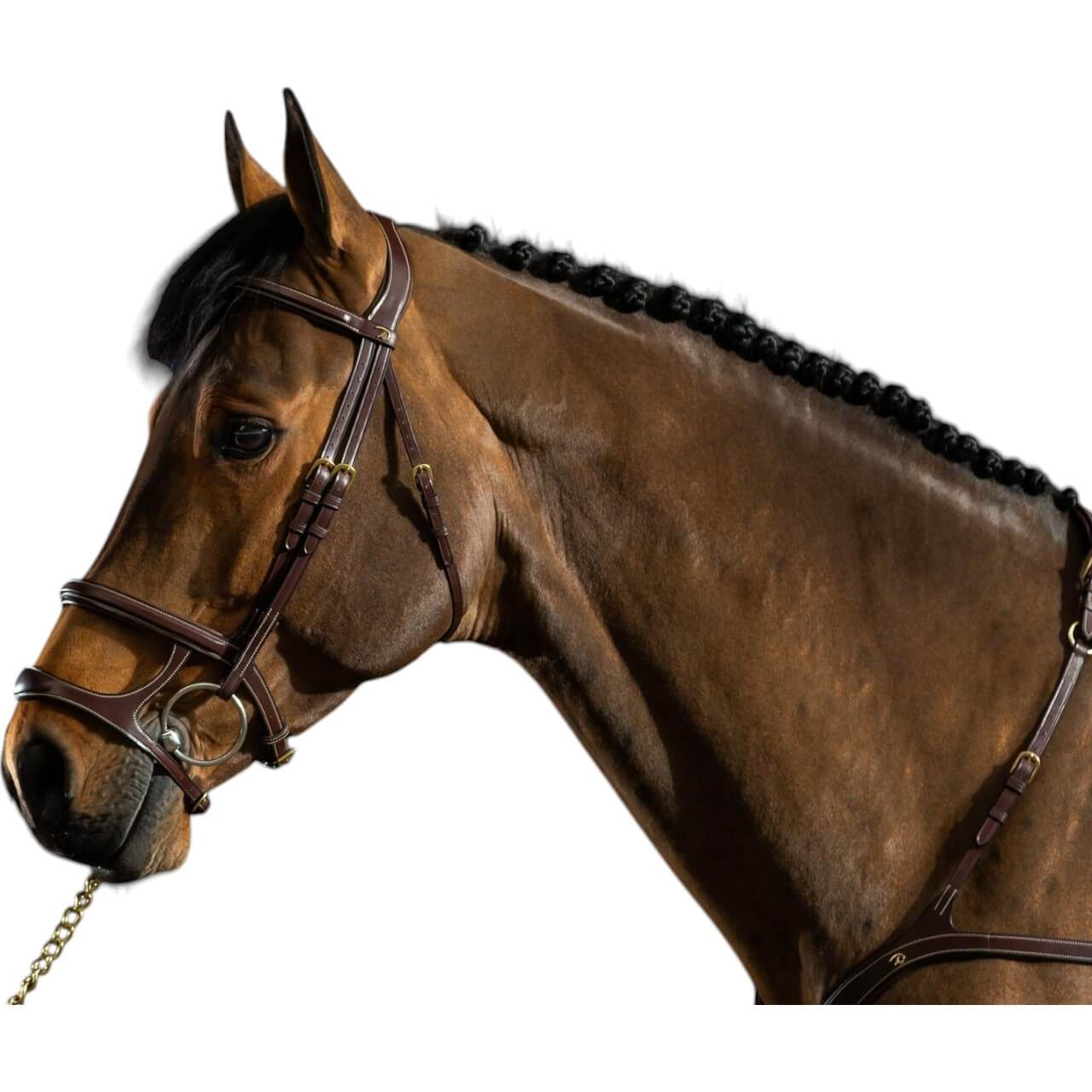Trense mit Doppelreithalfter Dyon Collection