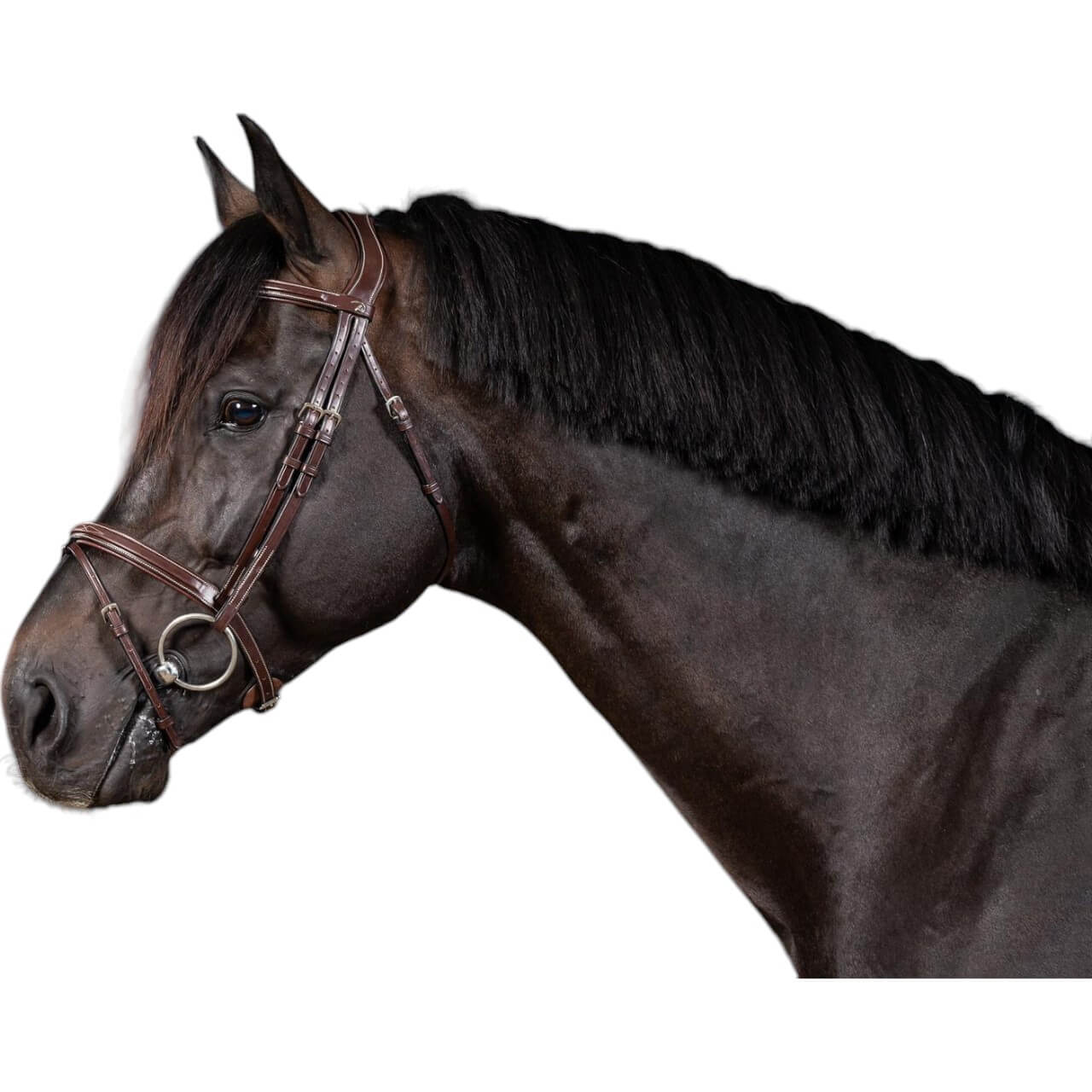 Trense mit kombiniertem Reithalfter US Jumping Collection