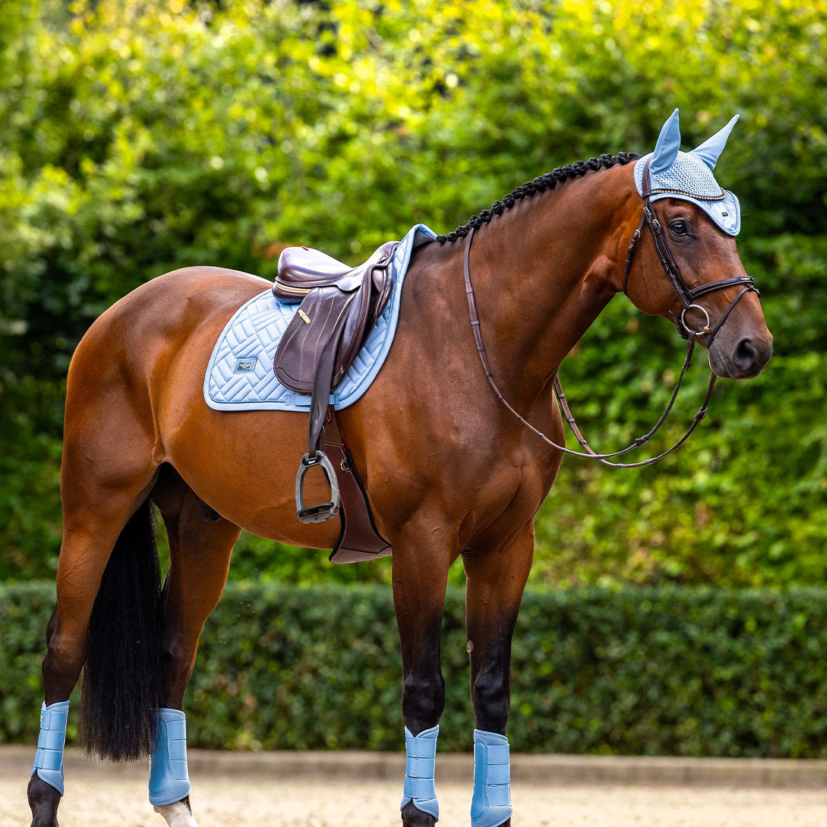 Braunes Dressurpferd mit blauem Fliegenohrenhaube, Satteldecke und Gamaschen.
