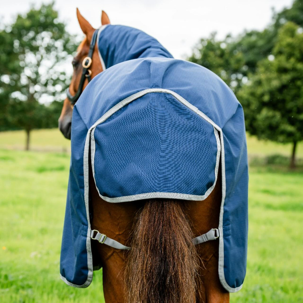 Horseware Ireland Weidedecke 100g Amigo Ripstop 900D Turnout Decke, Blue, Pferd mit Decke von hinten.