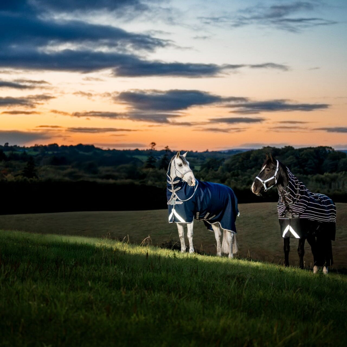 Horseware Ireland Weidedecke Amigo 0g 1200D Field Safe Reflectech Plus Turnout Decke, mehrere Farbvarianten, zwei Pferde auf der Weide.
