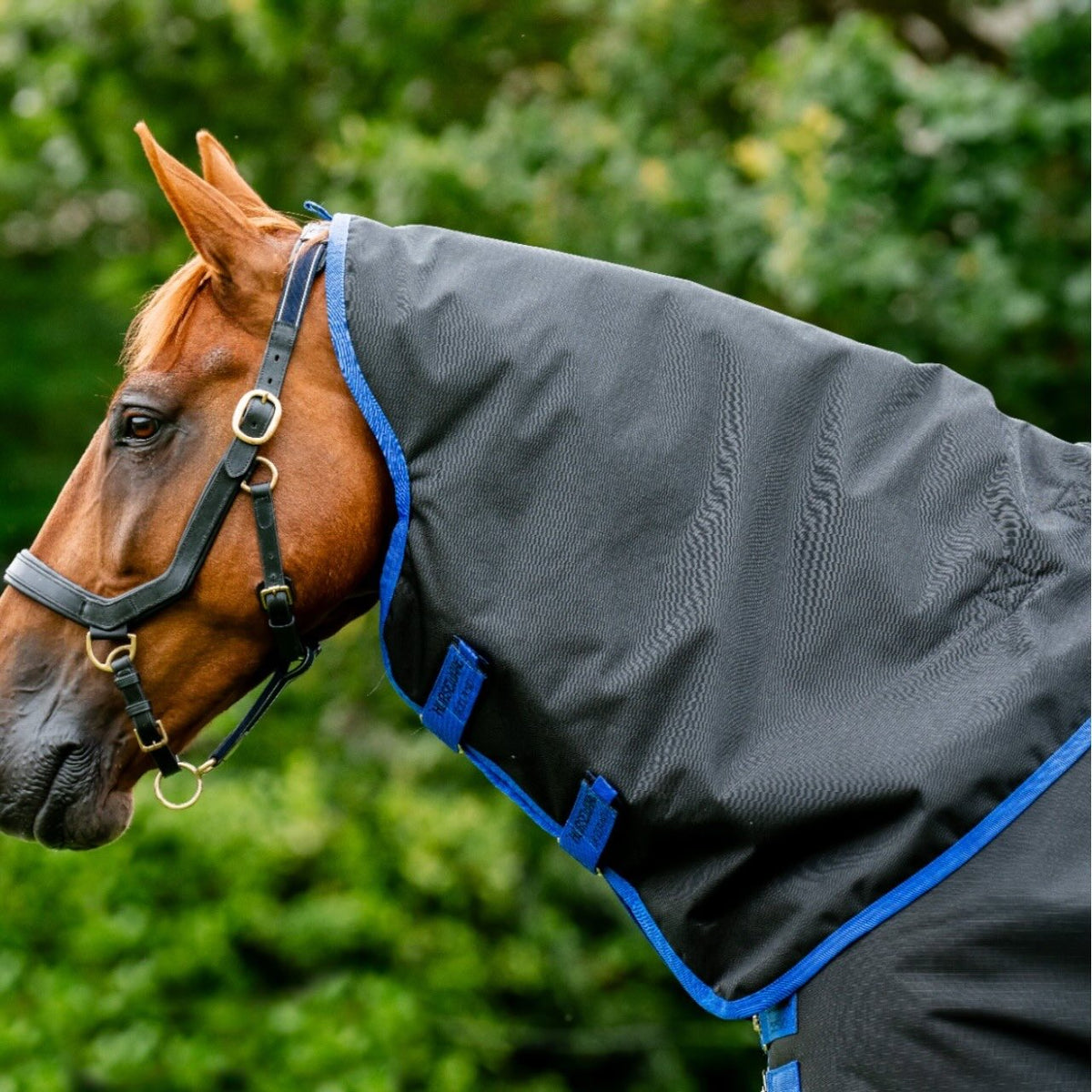 Horseware Ireland Weidedecke Amigo 50g Ripstop 900D Turnout Decke, Schwarz, Pferd trägt die Decke.