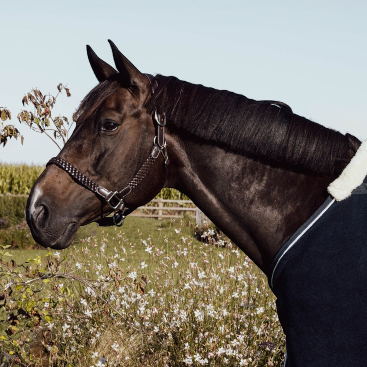 Lederhalfter Plaited
