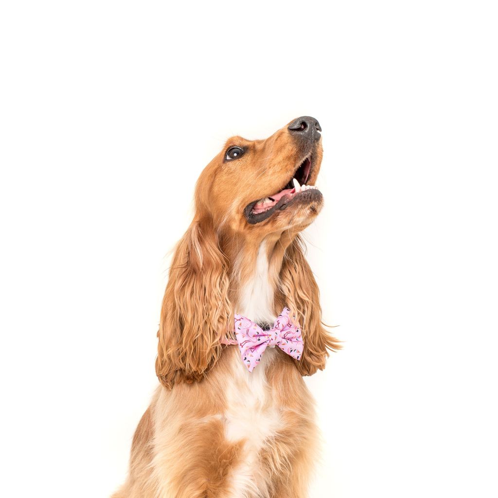 Collar & Bow Tie