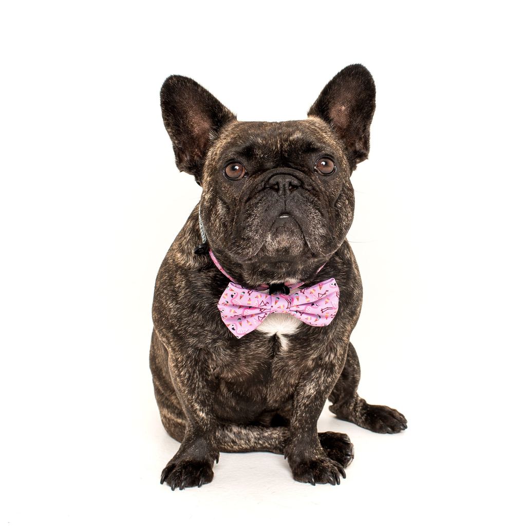Collar & Bow Tie