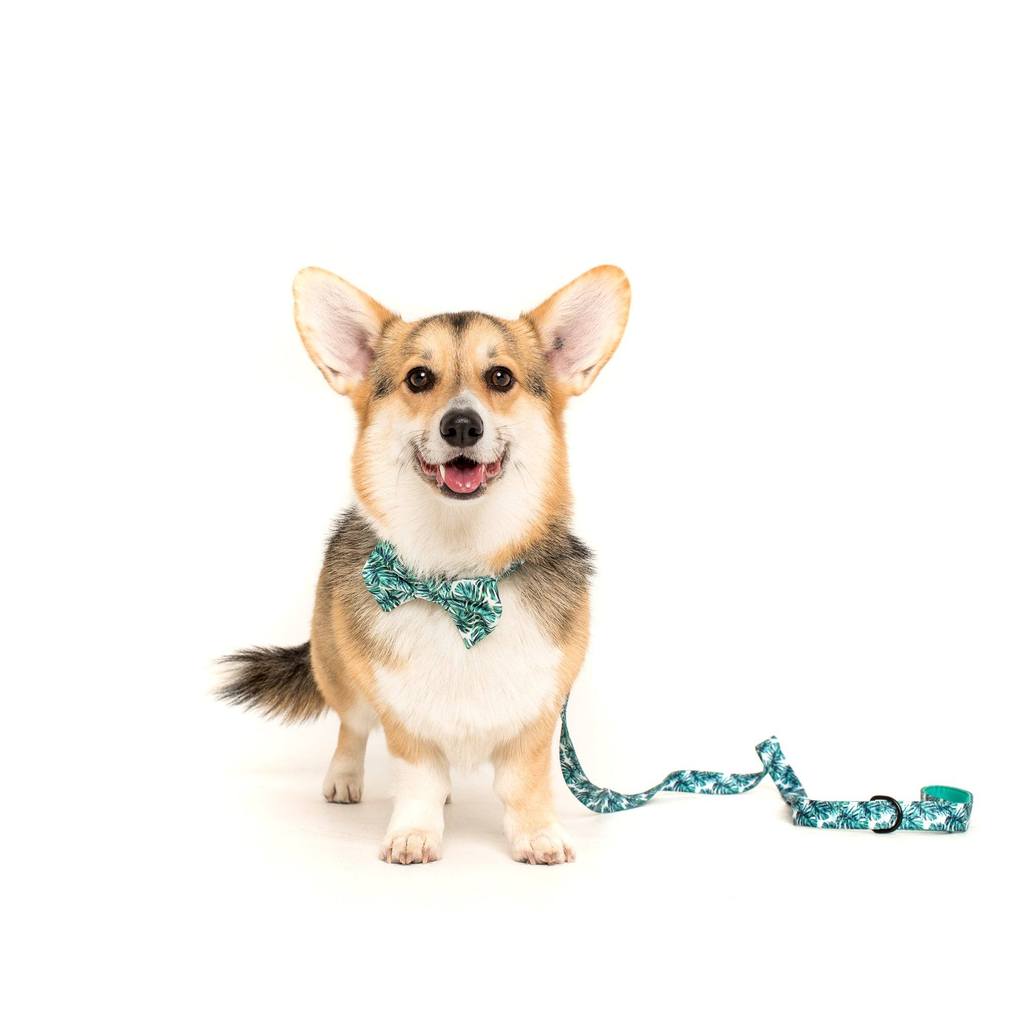 Collar & Bow Tie