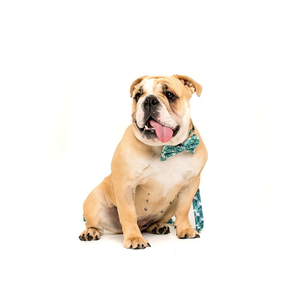 Collar & Bow Tie