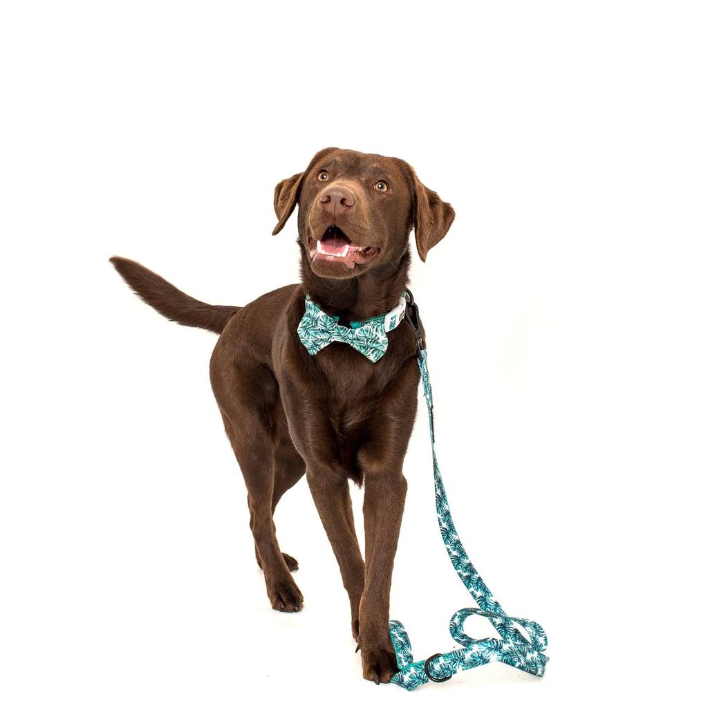Collar & Bow Tie