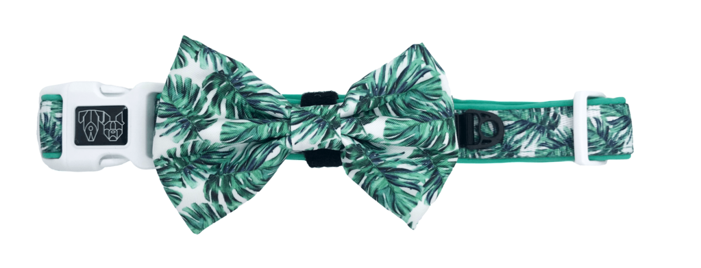 Collar & Bow Tie