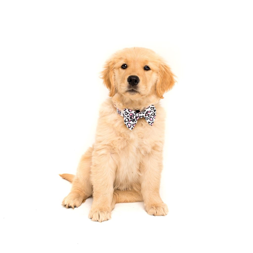 Collar & Bow Tie