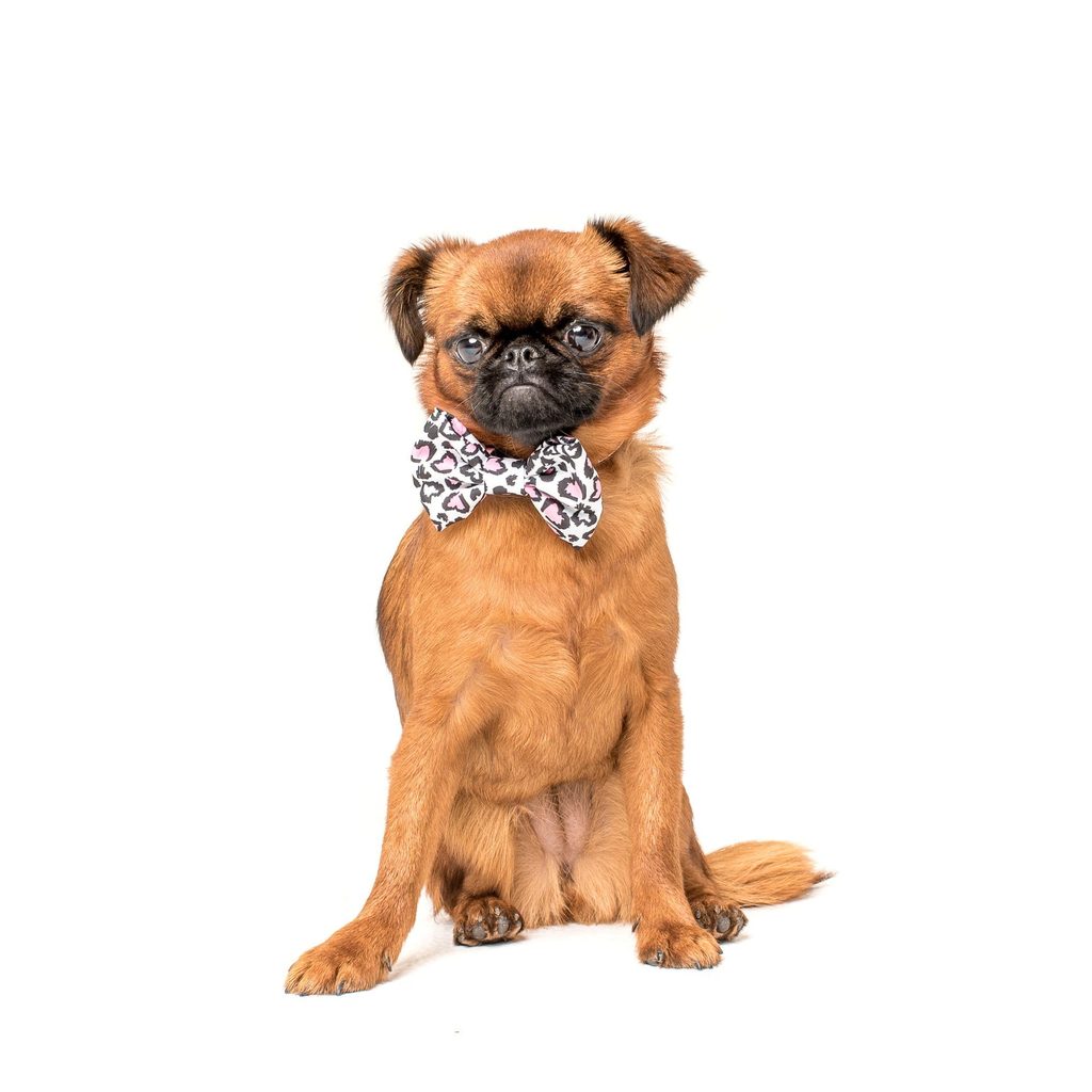 Collar & Bow Tie