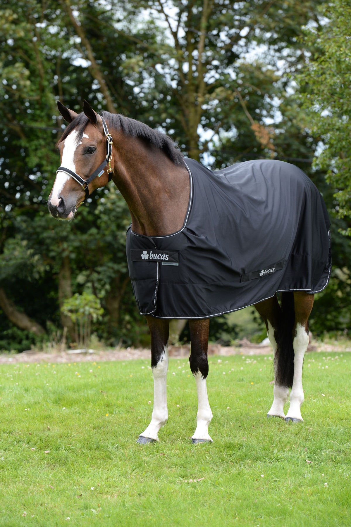 Bucas Multifunktionsdecke Shamrock Power Abschwitzdecke Black/Silver, Pferd auf der Wiese.