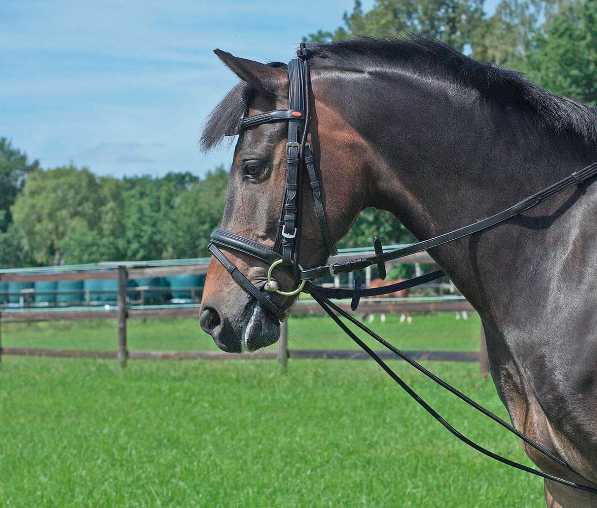 Halsverlängerer Gummi, Schwarz, Pferd im Zaumzeug auf der Weide.